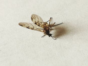 Close-up of insect on white surface