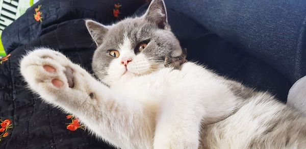 Close-up portrait of a cat