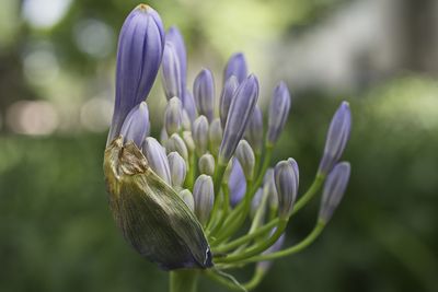 Close-up of flower against blurred background