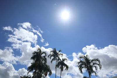 Low angle view of sunlight streaming through palm trees