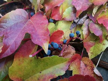 High angle view of multi colored leaves on plant