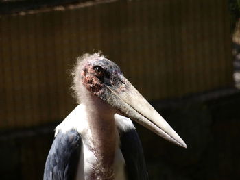 Close-up of bird