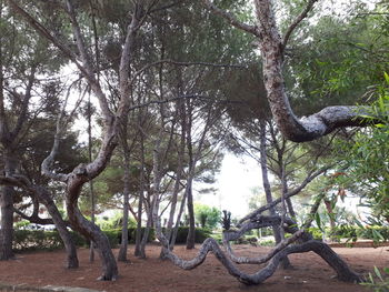 Trees in park against sky