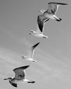 Low angle view of seagulls flying in sky