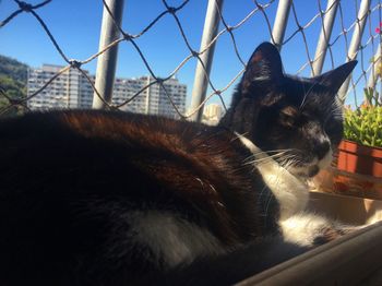 Close-up of cat against sky