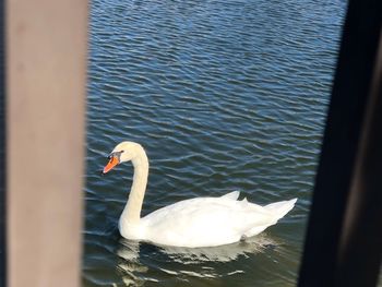 Close-up of swan swimming in lake