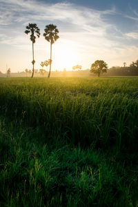 Scenic view of field against sky during sunset