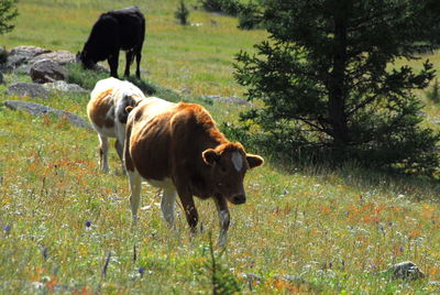 Dog standing on grassy field