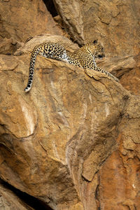 Leopard lies on rocky ledge gazing ahead