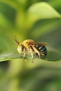Close-up of insect on leaf