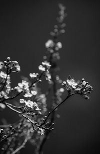 Close-up of cherry blossoms in spring