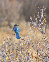 Close-up of bird perching on bare tree