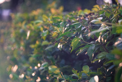 Close-up of fresh green plants