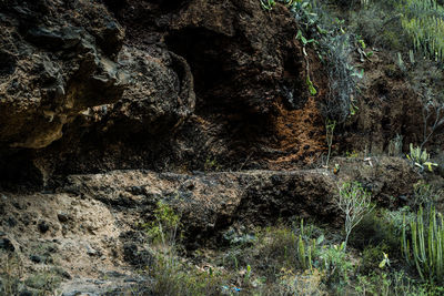 View of rock formation in forest