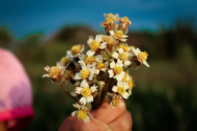 Close-up of hand holding flowering plant