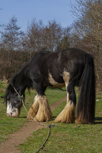 Horse in a field