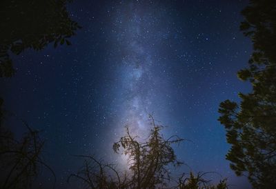 Low angle view of trees against sky at night