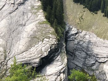 High angle view of moss growing on rock