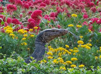 A water monitor peeps from a flower garden in bangkok. red and yellow flowers. monitor lizard. 