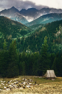 Scenic view of pine trees and mountains against sky