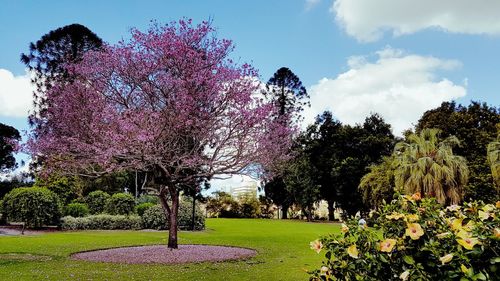 Low angle view of trees against sky