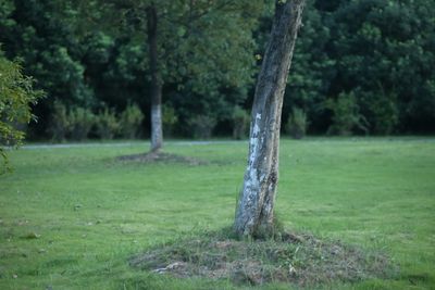 Trees growing in field