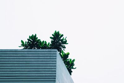 Plants growing on wall