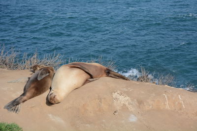 High angle view of sea lion on shore