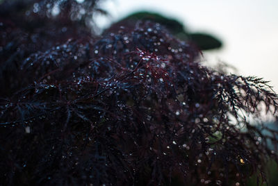 Close-up of frozen plant