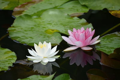 Close-up of water lilies