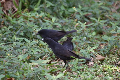 Side view of a bird on grass