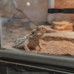 Close-up of lizard on glass at zoo