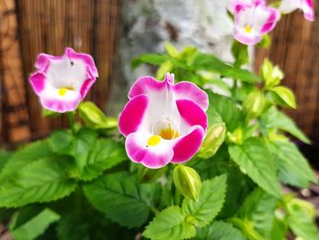 Close-up of pink flowers blooming outdoors