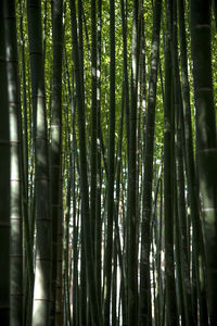 Full frame shot of bamboo trees in forest