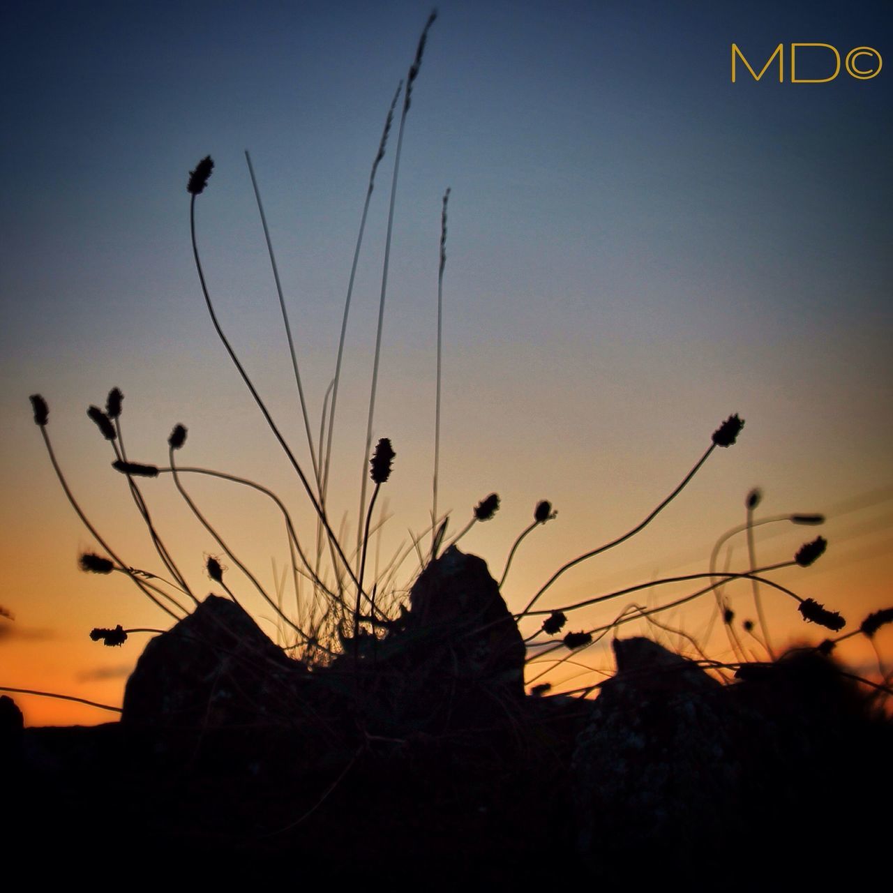 sunset, plant, silhouette, growth, nature, stem, low angle view, beauty in nature, orange color, flower, sky, clear sky, close-up, dusk, tranquility, fragility, no people, outdoors, focus on foreground, twig