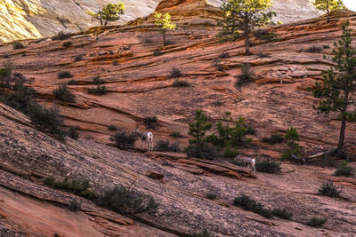 View of trees on mountain