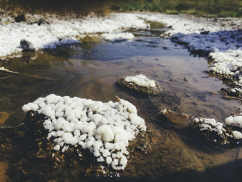 Close-up of sea shore