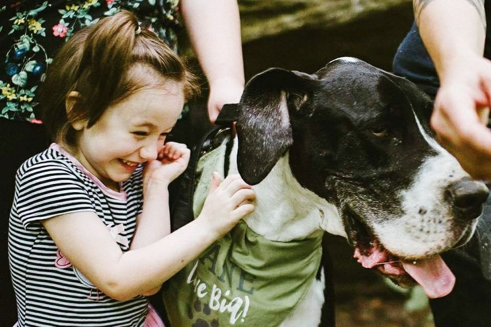 CLOSE-UP OF DOG WITH HAND HOLDING DOGS