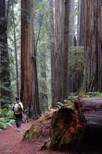 Rear view of man walking in forest