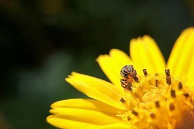 Stingless bee on yellow flower
