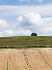 Scenic view of agricultural field against sky