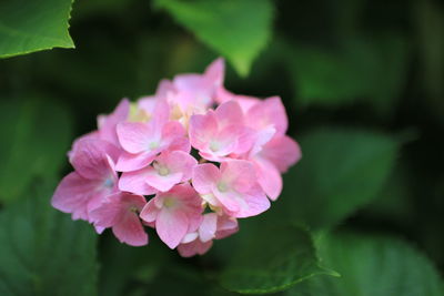 Close-up of pink flower blooming outdoors