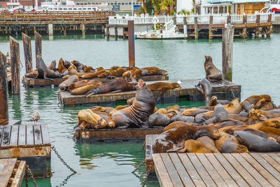 High angle view of sea lion on pier