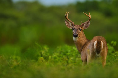 Deer on a field