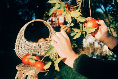 Cropped hands of woman picking apples growing on tree