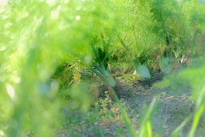 Close-up of grass on field