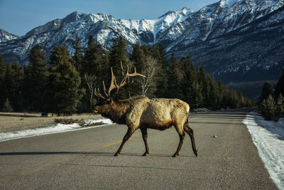 Side view of deer walking on road against mountains during winter