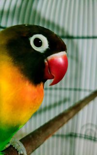 Close-up of parrot in cage