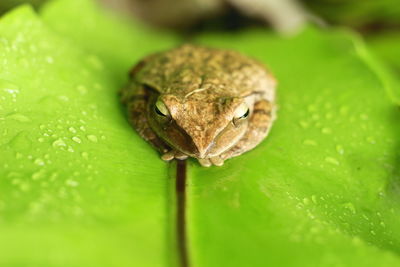 Close-up of frog on leaf