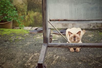 Portrait of a dog sitting on metal fence